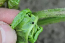 mszyca burakowa