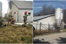 W wyniku pożaru życie straciło kilka tysięcy prosiaków i świń