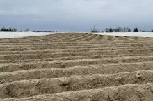 ziemniaki, pole, sadzenie ziemniaków, pole ziemniaków, uprawa ziemniaków