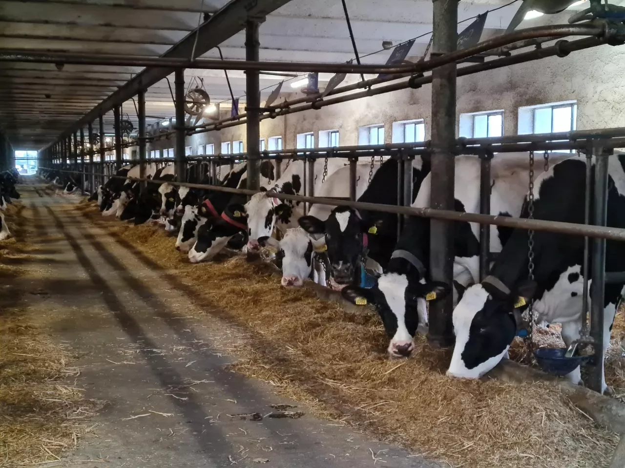 Krowy w oborze uwięziowej
