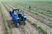autonomiczny robot BAKUS na plantacji winorośli