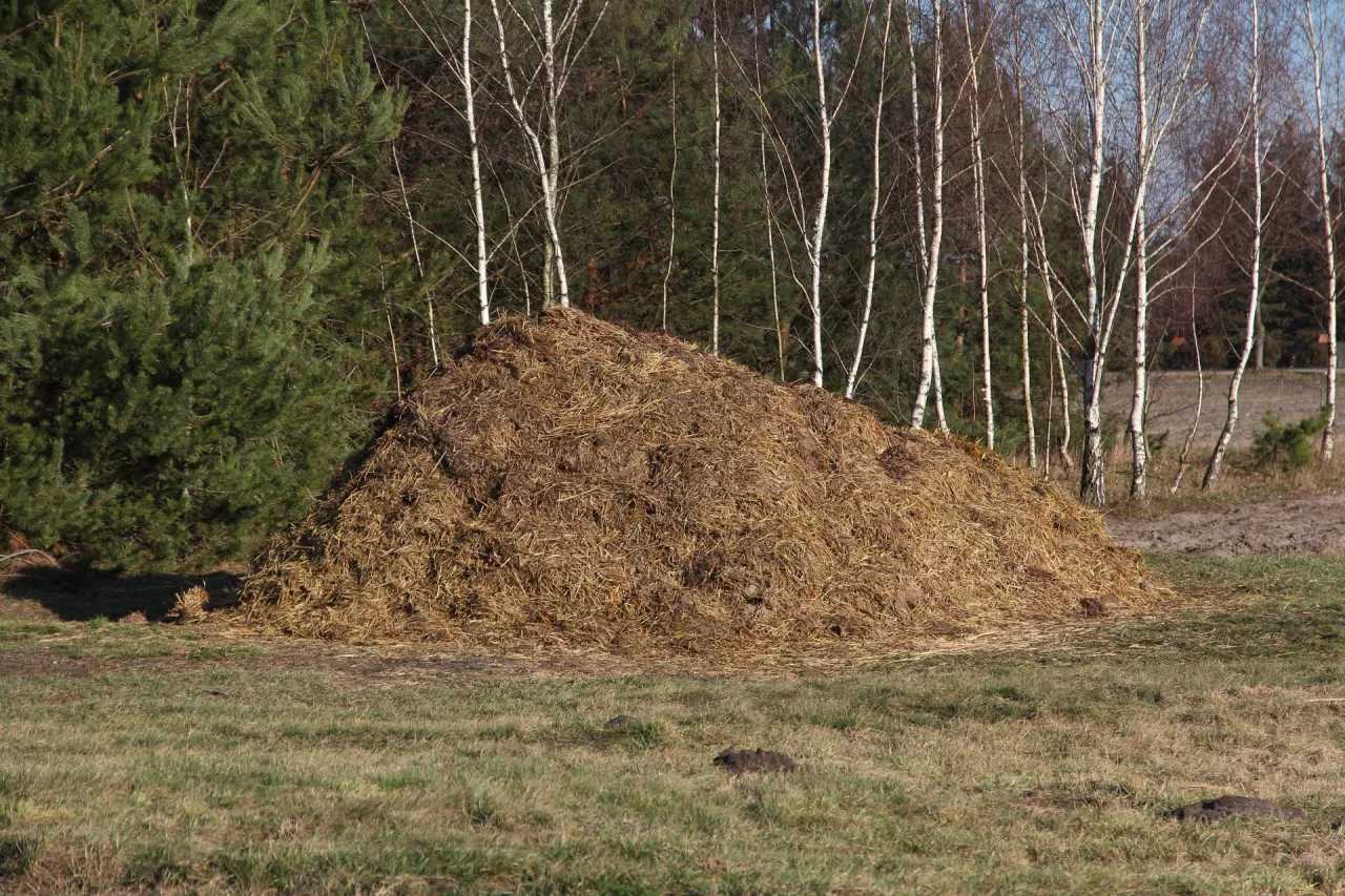 pryzma obornika