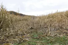 Wniosek o szacowanie szkody, terminy, skład zespołu, protokół i odwołanie – każdy etap procedury ma znaczenie dla wysokości odszkodowania za szkody łowieckie. Sprawdź, jakie prawa przysługują rolnikowi i na co szczególnie zwrócić uwagę, aby nie stracić należnych pieniędzy.