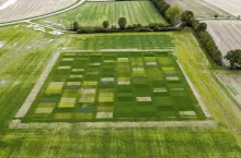 Der Zwischenfruchtversuch der Landwirtschaftskammer Nordrhein-Westfalen soll zeigen, welchen Einfluss Zwischenfrüchte auf die Folgekultur Mais haben.