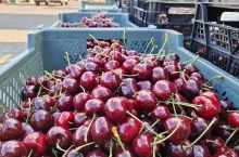 Początek sezonu, a rolnicy już nie mogą sprzedać plonów. Rynek zalał tani import, fot. ilustrujące