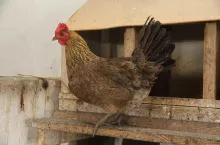 zielononóżka kuropatwiana w kurniku