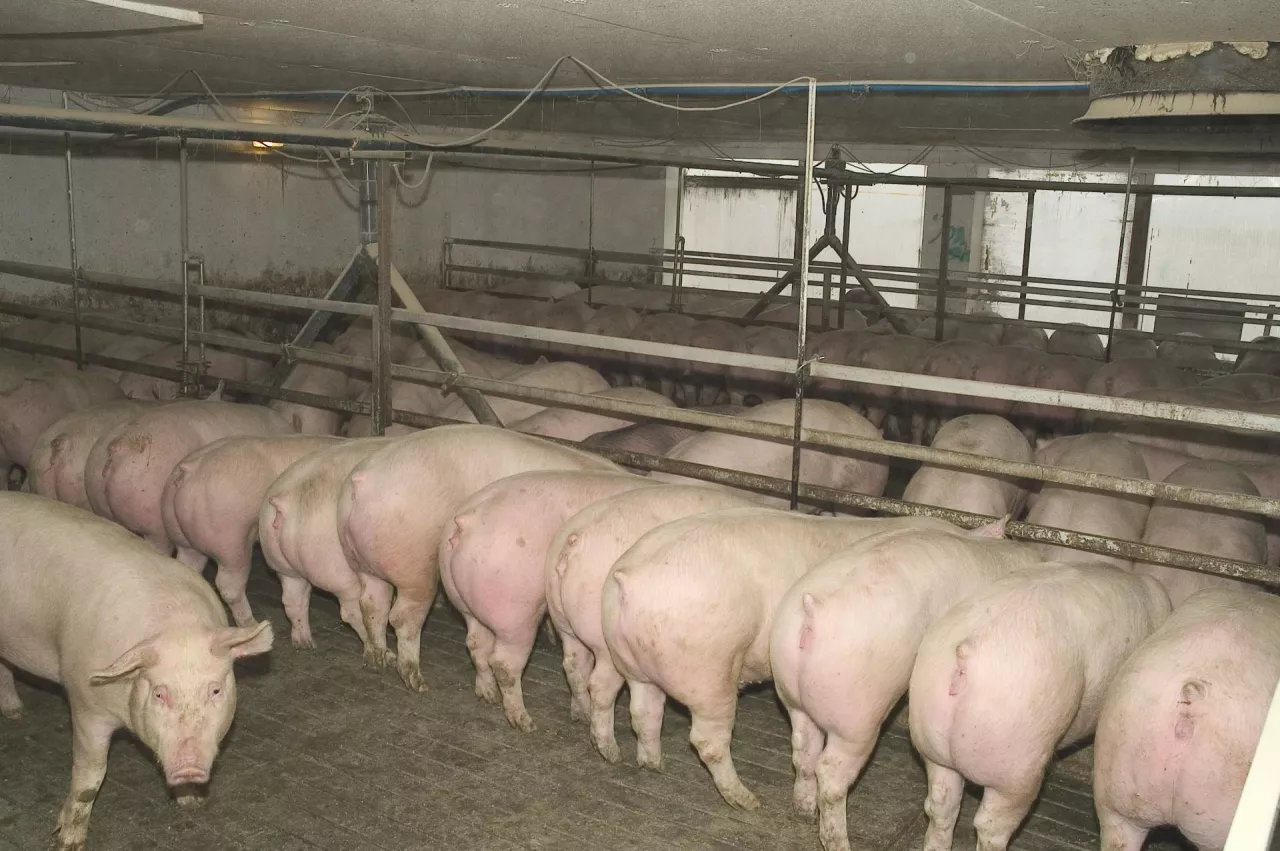 mokre żywienie świń długie koryto