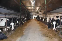 Obecnie używana obora uwieziowa. W planach hodowcy maja budowę nowej obory wolnostanowiskowej dla krów, ale raczej skłaniają się ku hali udojowej niż ku robotom, których potrzebowali by 3 sztuki w nowym obiekcie