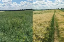 Rolnik z Podlasia zdradza, co najbardziej uderzyło w rzepak. ”Przymrozki to nie wszystko”