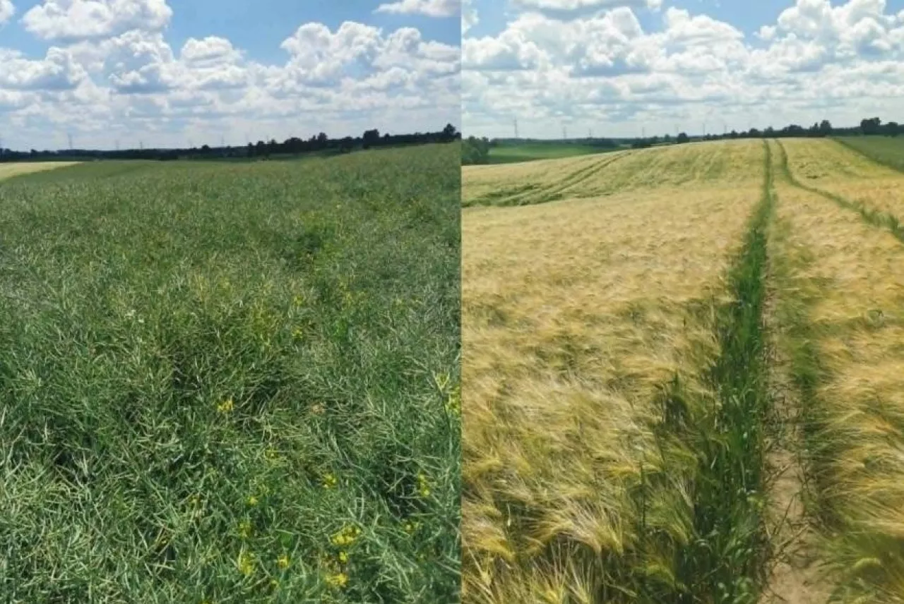 Rolnik z Podlasia zdradza, co najbardziej uderzyło w rzepak. ”Przymrozki to nie wszystko”