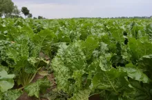 Błyszczka jarzynówka żeruje w buraku cukrowym; Fot. Katarzyna Szulc