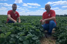 Truskawka to jedna z najbardziej ryzykownych i kosztownych upraw w gospodarstwie Tomasza Szulca