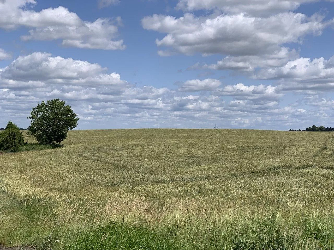 Rozległe pole zboża