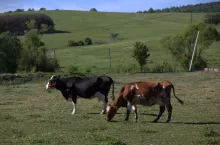 krowy rasy mlecznej na pastwisku