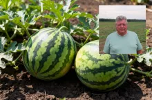 Choć arbuzy kojarzą się przede wszystkim z południem Europy, z powodzeniem rosną także w Polsce. Jak przekonuje plantator z Dolnego Śląska, krajowe owoce są słodsze od importowanych, a przy sprzyjającej pogodzie z jednego hektara można zebrać nawet 50 ton.