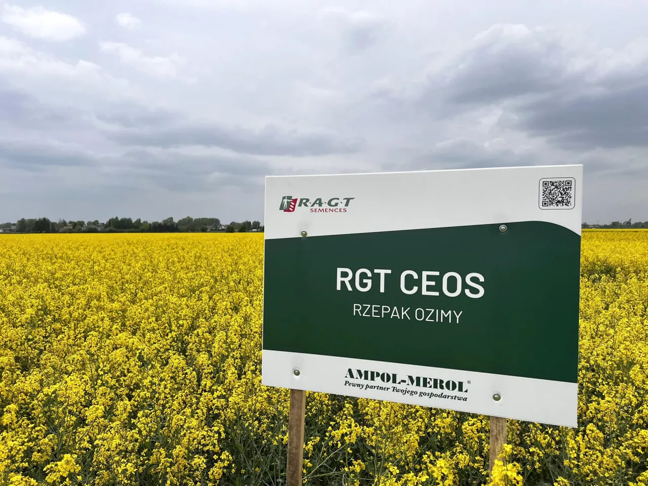 Rzepak ozimy RGT Ceos Tablica odmianowa