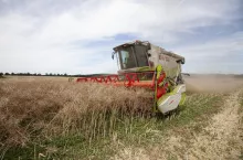 Kombajn na polu podczas zbioru rzepaku