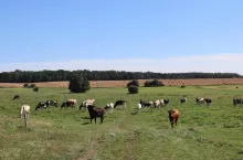 bydło mleczne, pastwisko, wypas