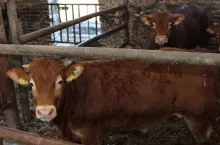Dyskusja o nowych wskaźnikach odbywa się w czasie, gdy europejskie rolnictwo zmaga się z rosnącymi kosztami produkcji, presją regulacyjną oraz problemem starzenia się właścicieli gospodarstw