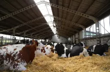 Przy oborze znajduje się wiata, w której umiejscowione są kojce porodowe na głębokiej ściółce.
