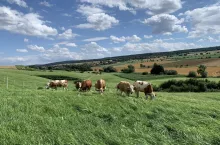 Bydło pasie się na pastwisku wyznaczonym przez wirtualny system ogrodzeń ”Nofence” na terenie rolniczym Uniwersytetu w Getyndze w ramach badań w Relliehausen (2021).