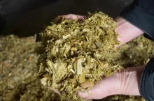 Tak wygląda struktura kiszonki przy zbiorze kukurydzy w technologii shredlage przy ustawieniu sieczkarni na kawałki o długości 35 mm