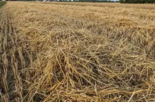 słoma, resztki pożniwne
