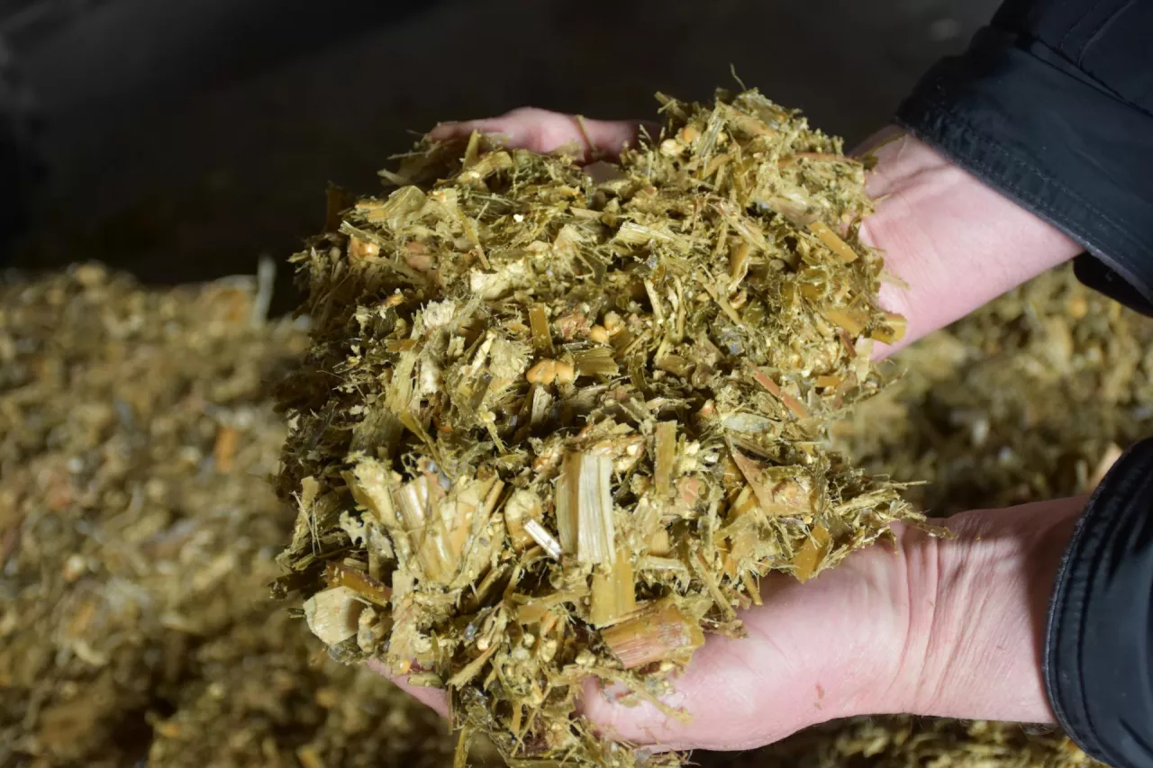 Tak wygląda struktura kiszonki przy zbiorze kukurydzy w technologii shredlage przy ustawieniu sieczkarni na kawałki o długości 35 mm