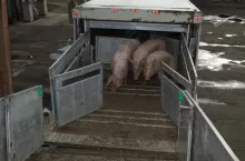Tuczniki transportowane do zakładu mięsnego