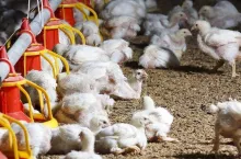 Azja otwiera zupełnie nowe możliwości dla polskich producentów drobiu