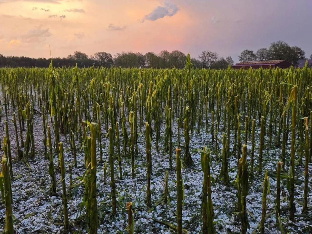 Zniszczone przez grad pole kukurydzy. Na ziemi leży warstwa gradu.