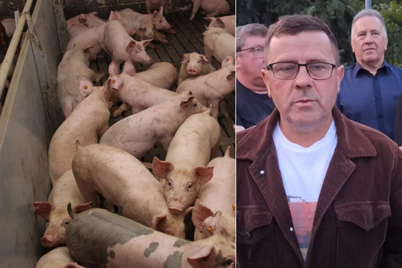 Hodowcy mówili, że obecnie część zakładów płaci ok. 3 zł za kilogram żywej wagi świń, a uzyskanie 4 zł/kg jest bardzo trudne 