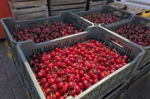 W marketach tureckie i serbskie czereśnie. Sadownik: nie mamy gdzie sprzedać towaru