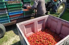Zamówił owoce i anulował zmaowienie - co ma zrobić rolnik, by nie był stratny?