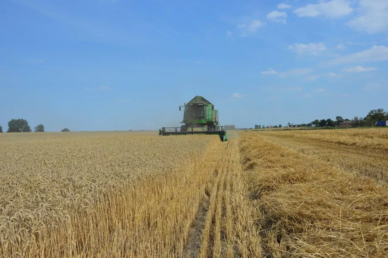 żniwa, ceny zbóż, ceny skupu