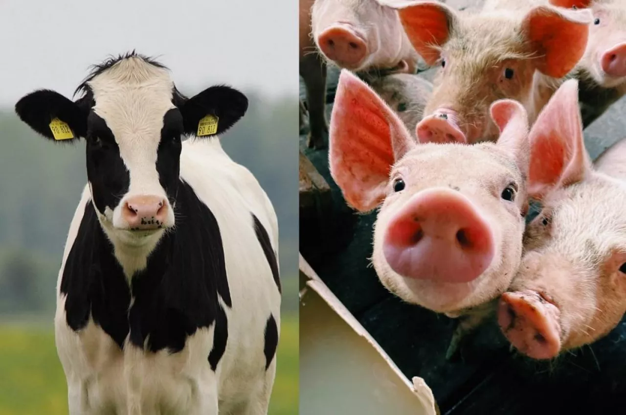 Do 2 mln zł dla organizacji producentów świń i bydła. Program czeka na zgodę KE