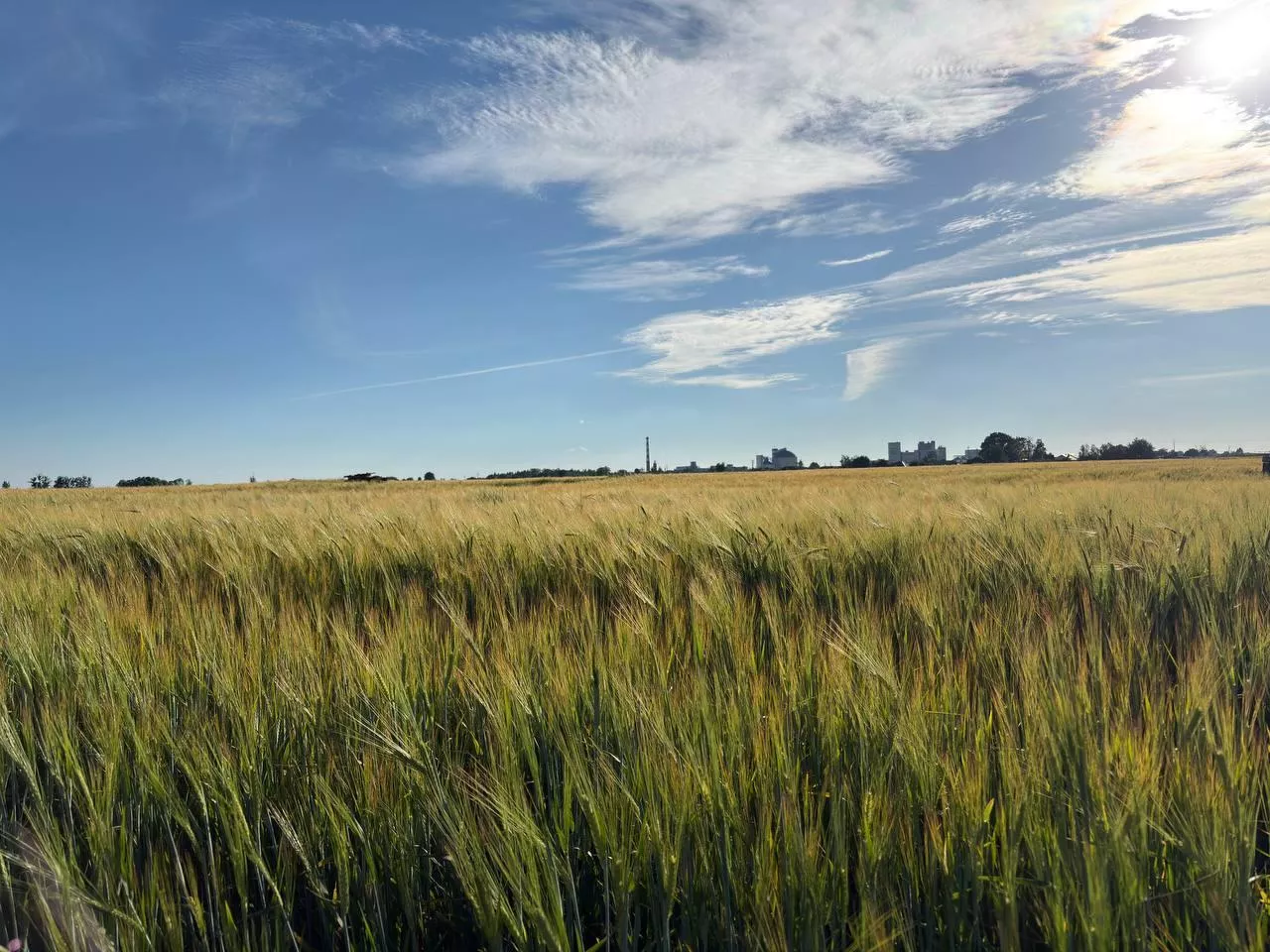 Jęczmień dojrzewający na polu