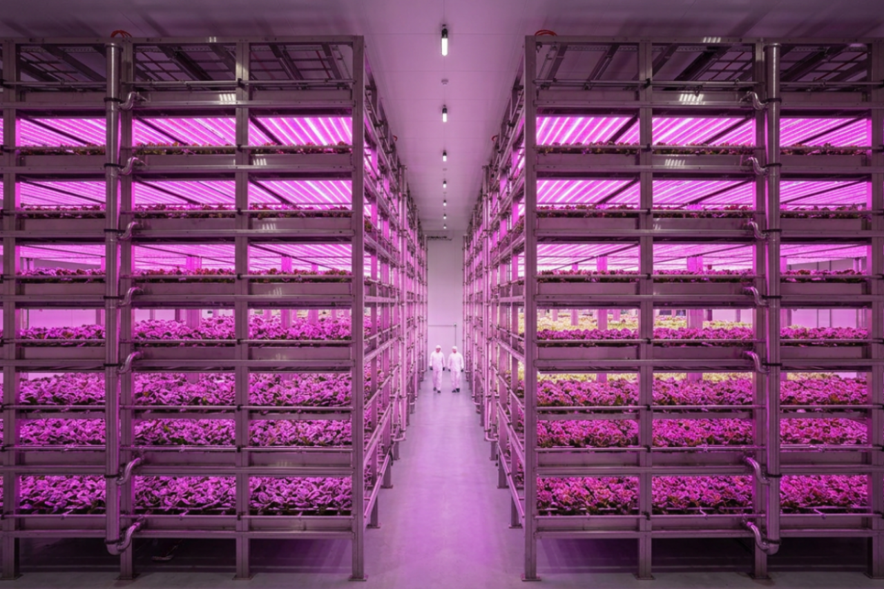 Farma pionowa