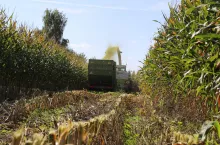 Zbyt niskie koszenie (szczególnie po deszczu) powoduje, że na łodygach osadzają się zanieczyszczenia, przez co w kiszonce będzie większy udział popiołu surowego. 