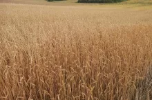 Łan ”Sandomierki” przed zbiorem