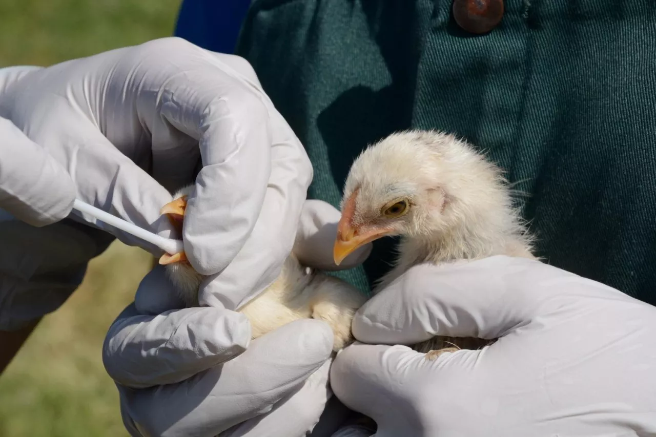 Badanie drobiu na obecność grypy ptaków. Osoba w rękawiczkach pobiera próbkę z dzioba pisklęcia za pomocą wymazówki.