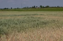 Zboże rosnące na mozaikowej glebie