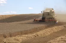 Kombajn koszący pszenicę