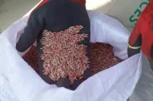 materiał siewny