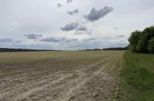 Pole młodego słonecznika w fazie sześciu liści.