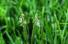 Wyczyniec to gatunek występujący przede wszystkim na glebach zlewnych i wilgotnych. Jego biotypy odporne są coraz częściej spotykane na polach z dużym udziałem zbóż ozimych.