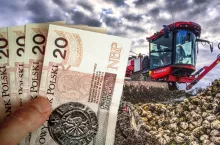 Największe obawy budzi fakt, że z produkcji zaczynają wycofywać się doświadczeni plantatorzy