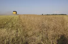rzepakowe żniwa na końcówce