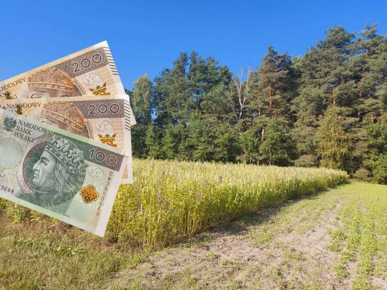 Te rośliny dają nawet 1000 zł/ha dopłaty. Wystarczy je wysiać