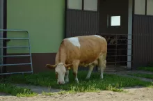 Krowa mleczna rasy simental
